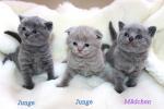 Biete Scottish Fold & BKH