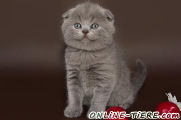 Biete Scottish Fold,Britisch Kurzhaar, BKH