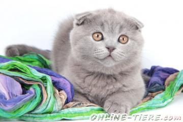 Biete Scottish Fold,Britisch Kurzhaar, BKH