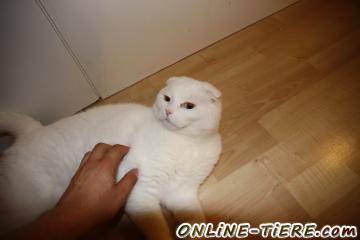 Biete Scottish Fold