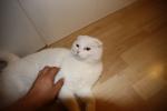 Biete Scottish Fold