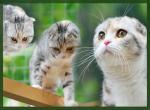 Biete Scottish Fold