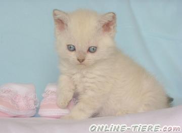 Biete Selkirk Rex