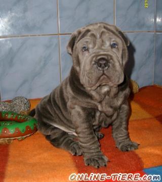Biete Shar Pei