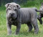 Biete Shar Pei