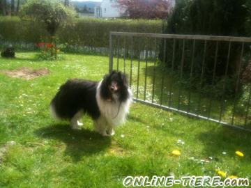 Biete Sheltie r&uuml;de