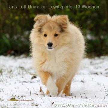 Biete Sheltie