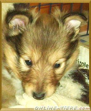 Biete Sheltie