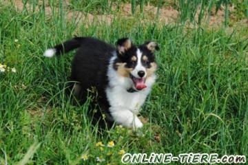 Biete Sheltie