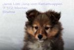 Biete Sheltie