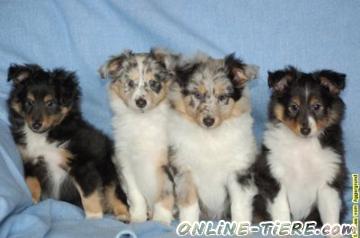 Biete Shelties, Shetland Sheepdog