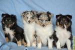 Biete Shelties, Shetland Sheepdog