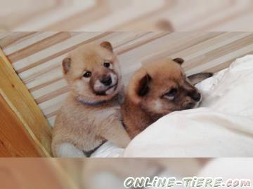 Biete Shiba Inu