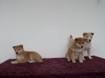 Biete Shiba Inu