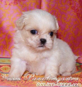 Biete Shih Tzu, Shih-Tzu