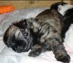 Biete Shih Tzu Welpen