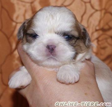 Biete Shih Tzu