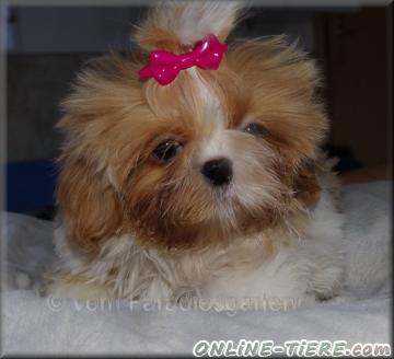 Biete Shih Tzu