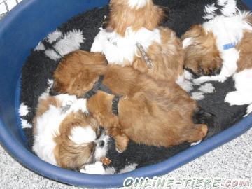 Biete Shih Tzu