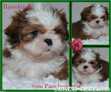 Biete Shih Tzu