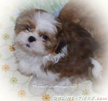 Biete Shih Tzu