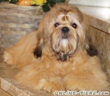 Biete Shih Tzu