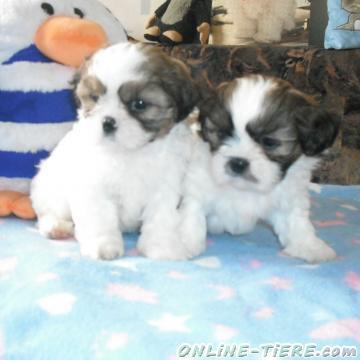 Biete Shih Tzu