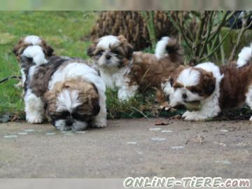 Biete Shih Tzu