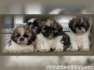 Biete Shih tzu