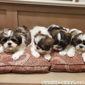 Biete Shih Tzu