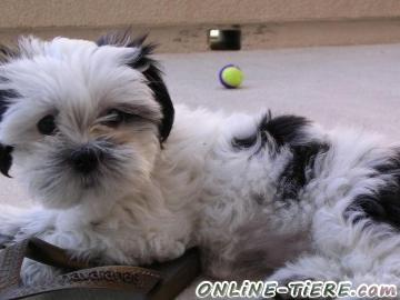 Biete Shih Tzu