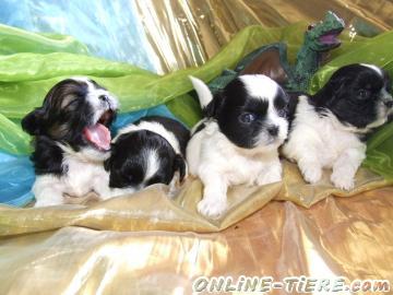 Biete Shih Tzu