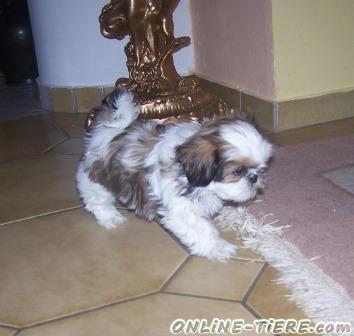 Biete Shih Tzu