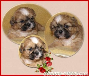 Biete Shih Tzu