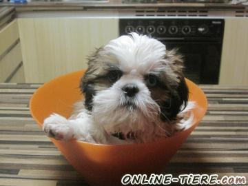 Suche Shih Tzu