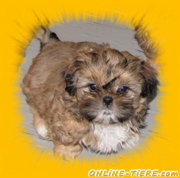 Biete Shih Tzu