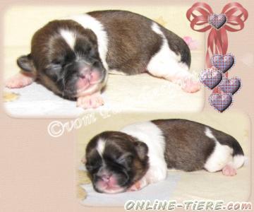 Biete Shih Tzu