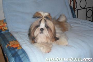 Biete Shih tzu