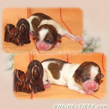 Biete Shih Tzu