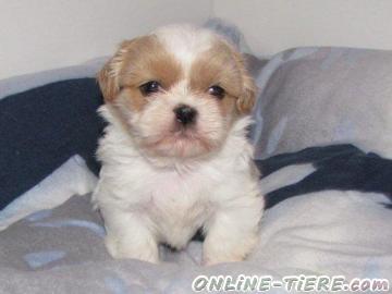 Biete Shih Tzu