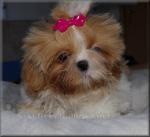 Biete Shih Tzu