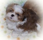 Biete Shih Tzu