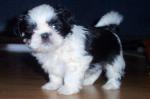 Biete Shih Tzu