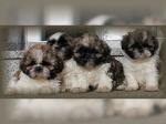 Biete Shih tzu