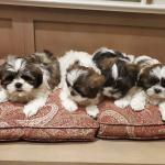 Biete Shih Tzu