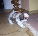 Biete Shih Tzu