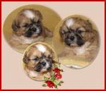 Biete Shih Tzu