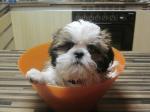 Suche Shih Tzu