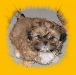 Biete Shih Tzu