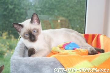 Biete Siam Thai